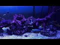 aquarium screen top from bulk reef supply saltwater tank