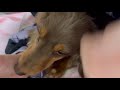 ママに遊んで欲しくてぺろぺろ舐めてアピールする犬がこちらです【チワックス】