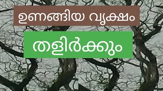 Dried Trees Tender leaves ഉണങ്ങിയ വൃക്ഷം തളിർക്കും