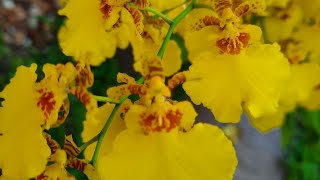 Oncidium orchid (Dancing Lady)