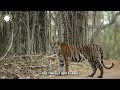 the insane biology of tigers animal documentary