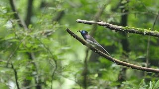 神奈川県大磯町のサンコウチョウ（雄）その８（4K動画）