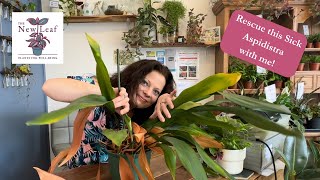 RESCUE this Sick Aspidistra WITH ME!