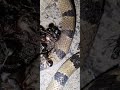 || Ants are eating the dead snake ||  giant ant vs dead 🐍 snake || #snake #ants #fight #nature