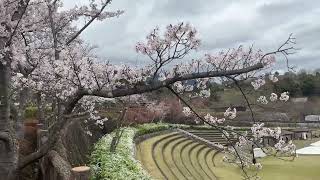 【山梨県】富士山クラフトパークと大法師公園のサクラ 2023.3.27 music