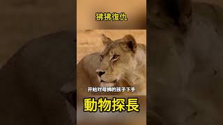 狒狒復仇#動物世界 #狒狒