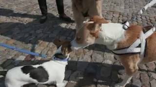 Flashmob with dogs in Basel, Switzerland