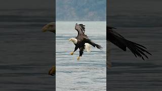 Insane slow motion footage of an eagle swallowing a fish whole while flying. #eagle