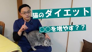 猫のダイエット方法～獣医師が紹介～