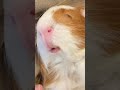 お腹を撫でられて気持ちよさそうなモルモット❤️guinea pig that feels good when its belly is stroked