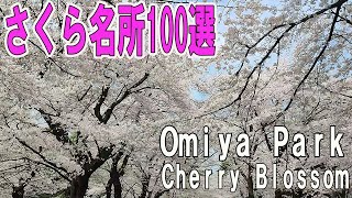 日本の桜名所　１００選　大宮公園　桜満開　100 Cherry Blossom Spots in Japan Omiya Park