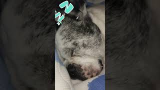 ＃フレンチブルドッグ＃シニア犬＃全盲＃寝ている時のイビキが爆音過ぎる…＃Frenchbulldog＃