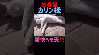 カリン様のお腹に顔を埋めた英雄‼️#ボス猫 #へそ天 #凶暴猫 #shorts