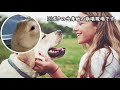 animal hoarder s sins and punishments in japan. animal rescue activity support video