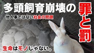 Animal Hoarder's sins and punishments in Japan. Animal rescue activity support video