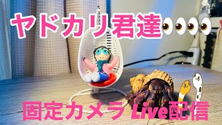 ヤドカリ君達👀👀固定カメラ Live配信2023.7.24【JJ】