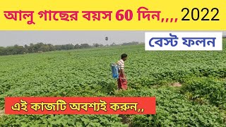 আলু গাছের বয়স 60 দিন || কি করে ভালো উৎপাদন পাবেন || Potato High Yield || 2022