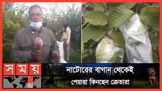 কমে আসছে ১২ মাসী পেয়ারার উৎপাদন | Guava Cultivation | Natore News | Somoy TV