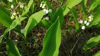 4K Ландыш майский (Convallaria majalis),