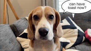 Cute beagle shows his teeth