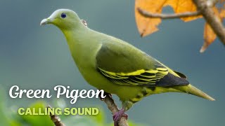 Green Pigeon Calling Sound