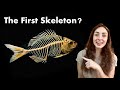 Which Animal Had The First Skeleton? Was it Even An ‘Animal’? GEO GIRL