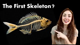 Which Animal Had The First Skeleton? Was it Even An ‘Animal’? GEO GIRL