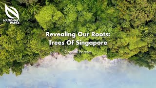 Revealing Our Roots: Trees of Singapore | Virtual Tour of Singapore's Coastal Forests