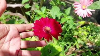 ดอกเยอบีร่า สีแดงสด สวยกว่าสีชมพูไม๊ อยากโชว์ #เยอบีร่า #flowers #Gerbera