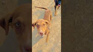 तुम्ही सोबत असले की शेतात रात्री 10 जण सोबत असल्याची जाणीव होते 🥺❤️🐕      #viralvideo #villagelife