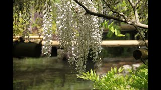 万葉植物園の藤の花