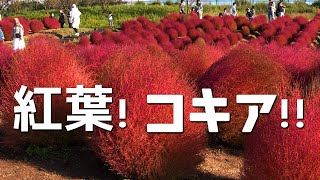 紅葉 KOKIA 6000本 秋の絶景コキア紅葉名所散策国営讃岐まんのう公園 4K