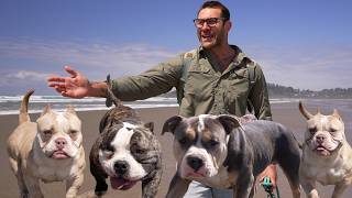 We took five rescued American bullies down to the beach
