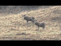 Best Red Stag Kill We Have Ever Seen!