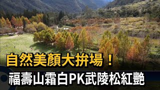 自然美顏大拚場！　福壽山霜白PK武陵松紅艷－民視新聞