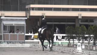 H26　東都学生馬術大会　複合馬術競技（馬場）２年　宮野将太郎　桜将