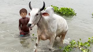 cow unloading, cow videos, cow video, big cow, goru hamba cow, dancing cow, Ep - 293