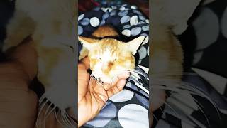 ওদের সাথে একটু দুষ্টামি। #catvideos #trending #animals #anime #reel #shorts #viralvideo #cat #fyp