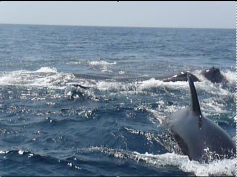 Killer Whales Orca Attack Sperm Whales Pod Youtube