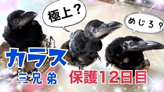 【保護12日目】あわわｗ極上餌追加‼カラス三兄弟2022/6/26撮影KUPPI the Crow