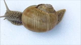 The Burgundy Snail - Helix pomatia - Land Snails