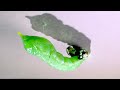 watch this caterpillar turn into a butterfly eurema laeta spotless grass yellow metamorphosis