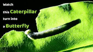 Watch this Caterpillar Turn Into A Butterfly - Eurema Laeta - Spotless Grass Yellow - Metamorphosis