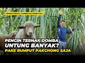 Pengin Ternak Domba Untung Banyak? Tanam Rumput Pakchong Saja | @AGROTV9