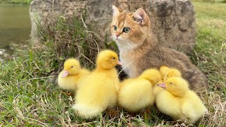 The kitten takes three ducklings on an outdoor trip!  happy duck🐥Cute and interesting animal video