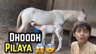 TS Pet House ma bacha ko doodh pila diya 😨😱