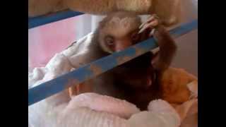 Super cute sloth yawn!