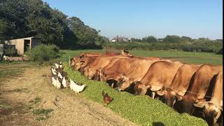 Mecox Bay Dairy cows