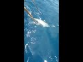 yellowfin tuna catching in deep sea sorts කෙලවල්ලා 90kg wow 🇱🇰 huge tuna fish හංසමාලි