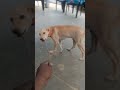 shorts videos dog comedy என் நாய்க்குட்டி ஒன்று காணாமல் போச்சு பேப்பர்ல விளம்பரம் குடுங்க